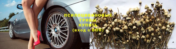 прущие грибы Абдулино